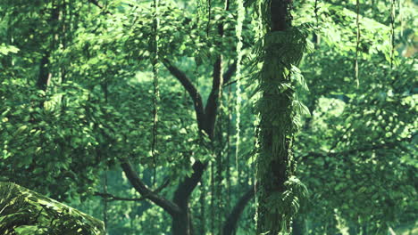 sunbeam shine through the green forest