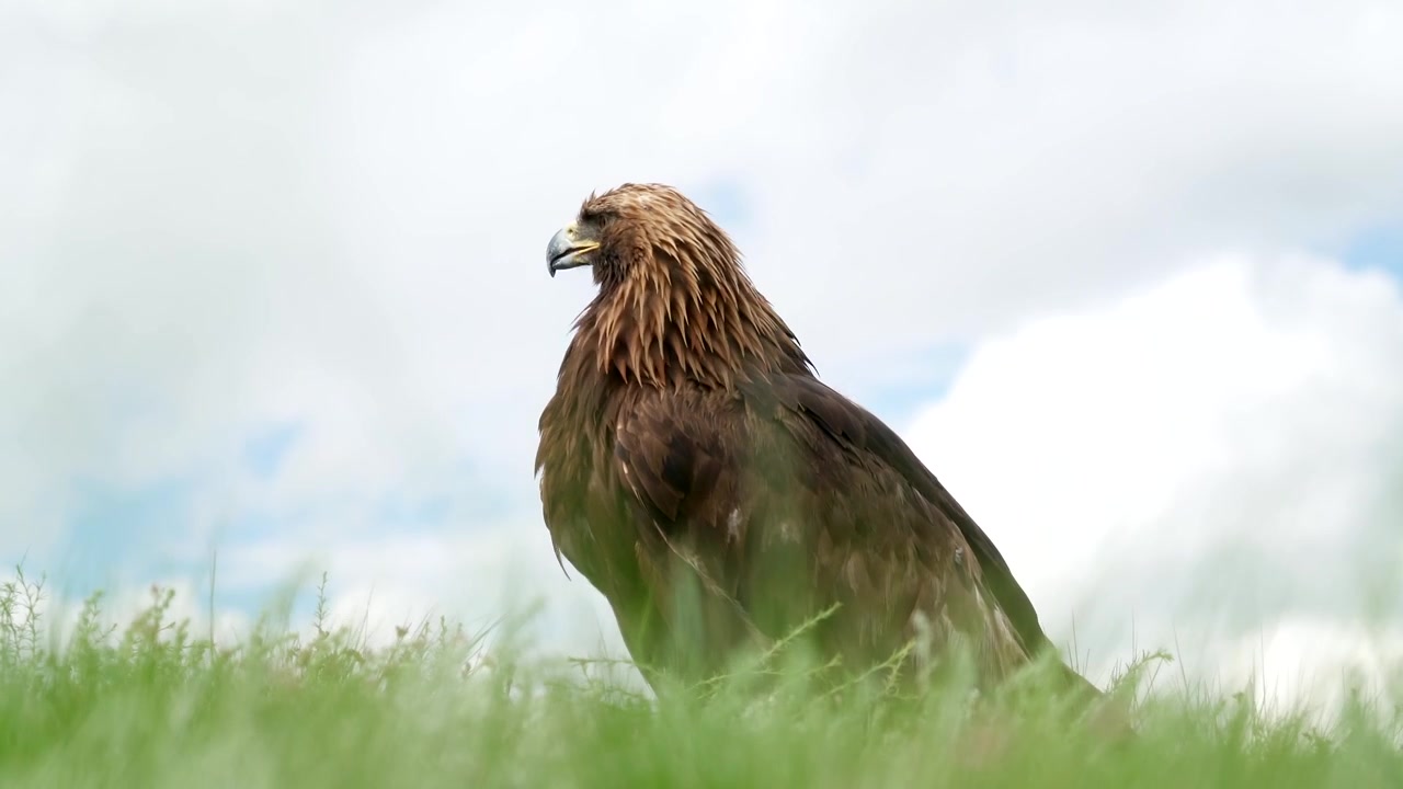 Aquila reale appollaiata in un campo erboso