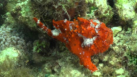 red painted frogfish on coral reef