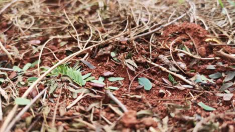 close up shot of ants carrying large items to their colony