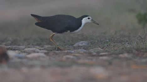 white-breasted waterhen feeding in morning