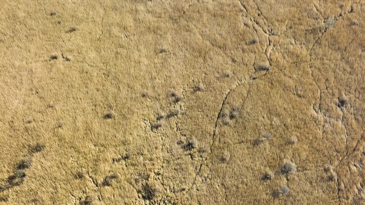 Aerial birdseye view of animal trails through golden reedlands in Oostvoorne Netherlands