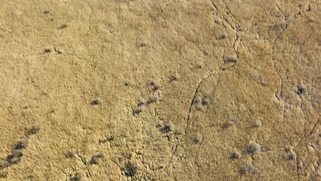 vista aérea de pájaro de senderos de animales a través de cañaverales dorados en oostvoorne países bajos