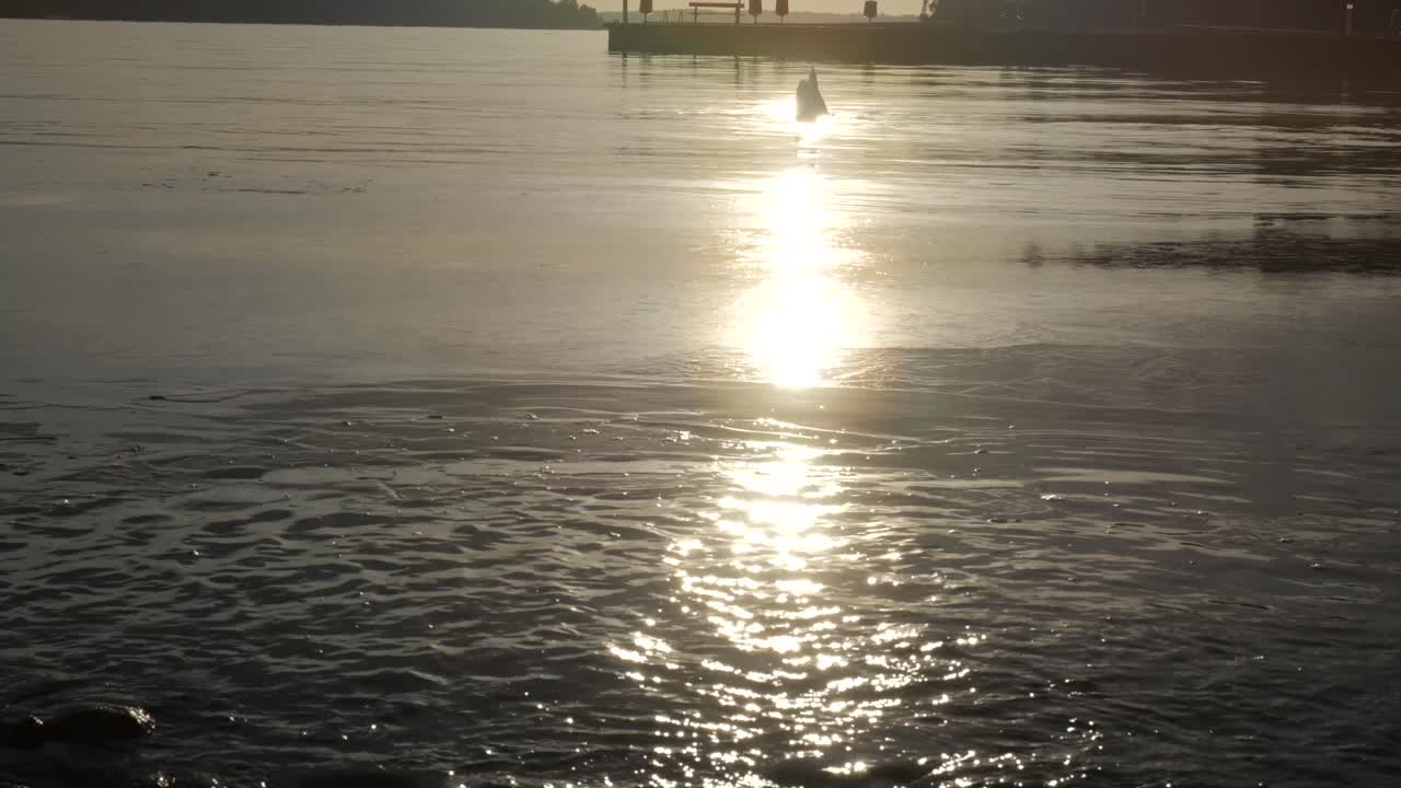 일출 호수, 수영 백조와 일몰