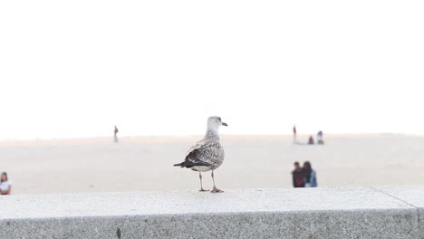 seagul taking of