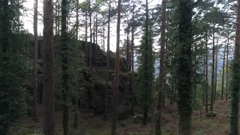 Bosque-Verde-En-El-Día-De-Primavera