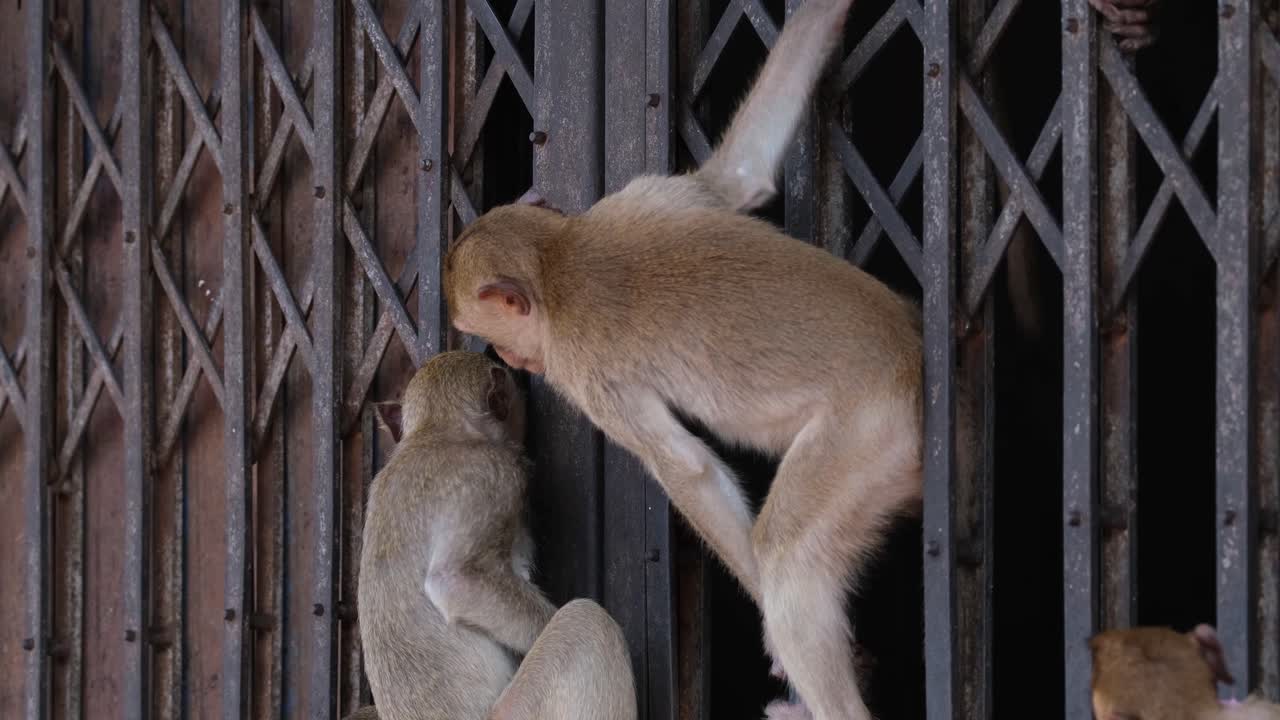 macaco de cola larga, macaca fascicularis, lop buri, tailandia