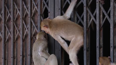 Langschwanzmakaken,-Macaca-Fascicularis,-Lop-Buri,-Thailand