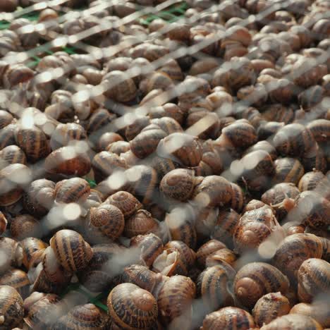 una granja de caracoles