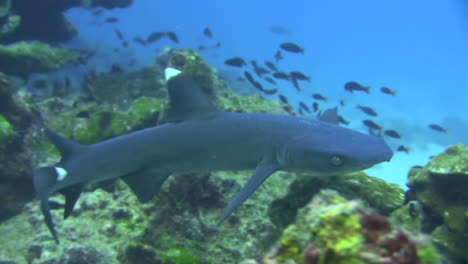 Weißspitzen-Riffhai-Verlässt-Den-Sandboden-Und-Bewegt-Sich-Entlang-Einer-Felsformation,-Umgeben-Von-Kleinen-Fischen