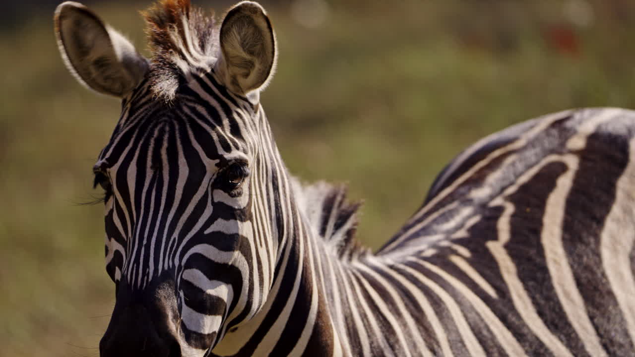 Close-up Portrait of a Zebra