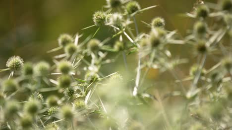 close up shot of moving flowers and thistles lighting in sun on field in dunes