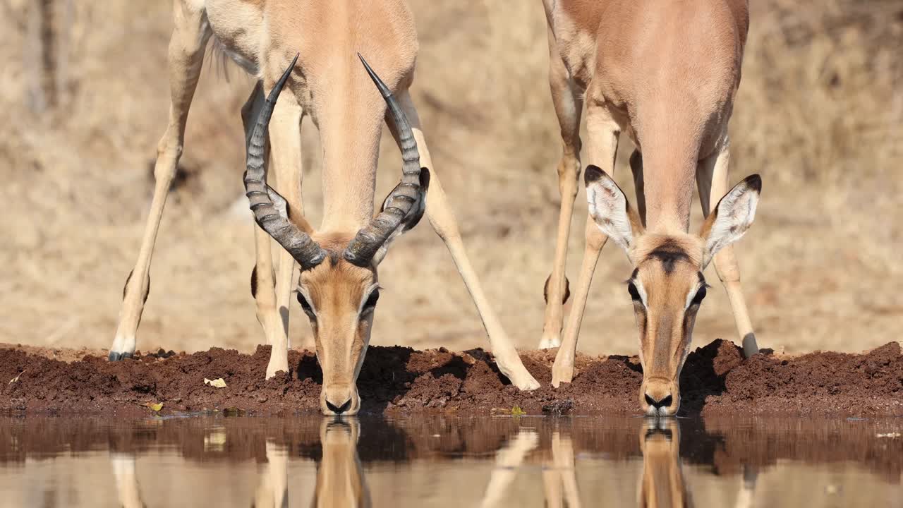 Medium shot of a male and female impala drinking in front of an underground hide, Greater Kruger.