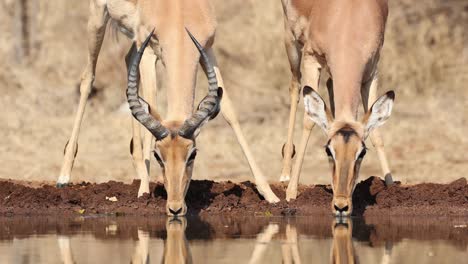 medium shot of a male and female impala drinking in front of an underground hide, greater kruger.