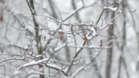 Äste-Auf-Dem-Hintergrund-Des-Schneefalls.-Schneeflocken-Fallen-In-Die-Winterlandschaft.