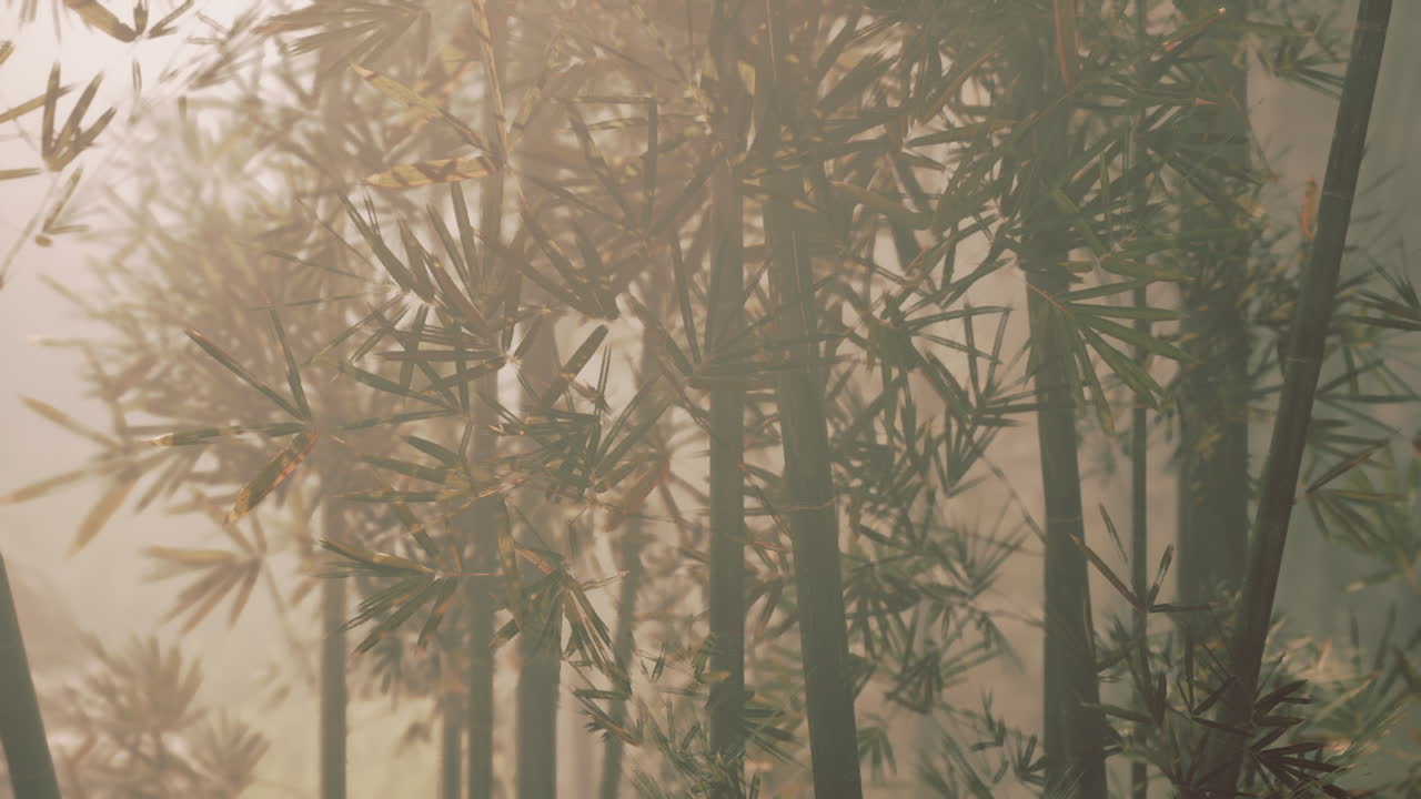 bosque de bambú con niebla