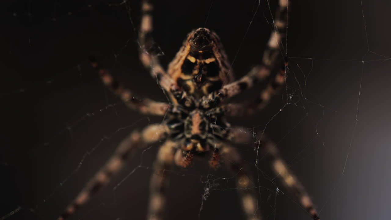 Close up of a spider sitting in its web, showing intricate details of its body and fine silk threads