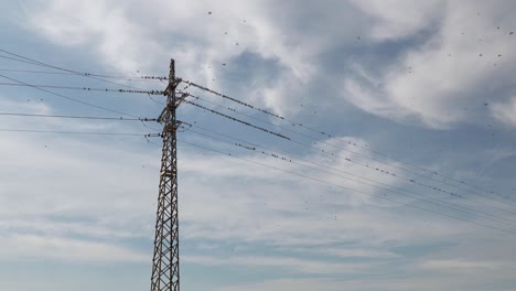 Viele-Stare-Ruhen-Auf-Einer-Stromleitung-Und-Fliegen-Alle-Gleichzeitig