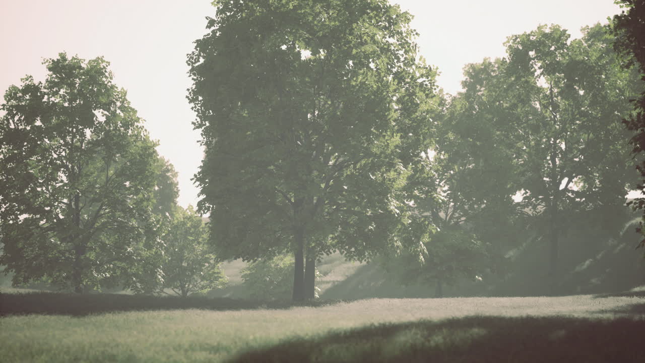 Serene morning light filtering through lush green trees in a tranquil landscape