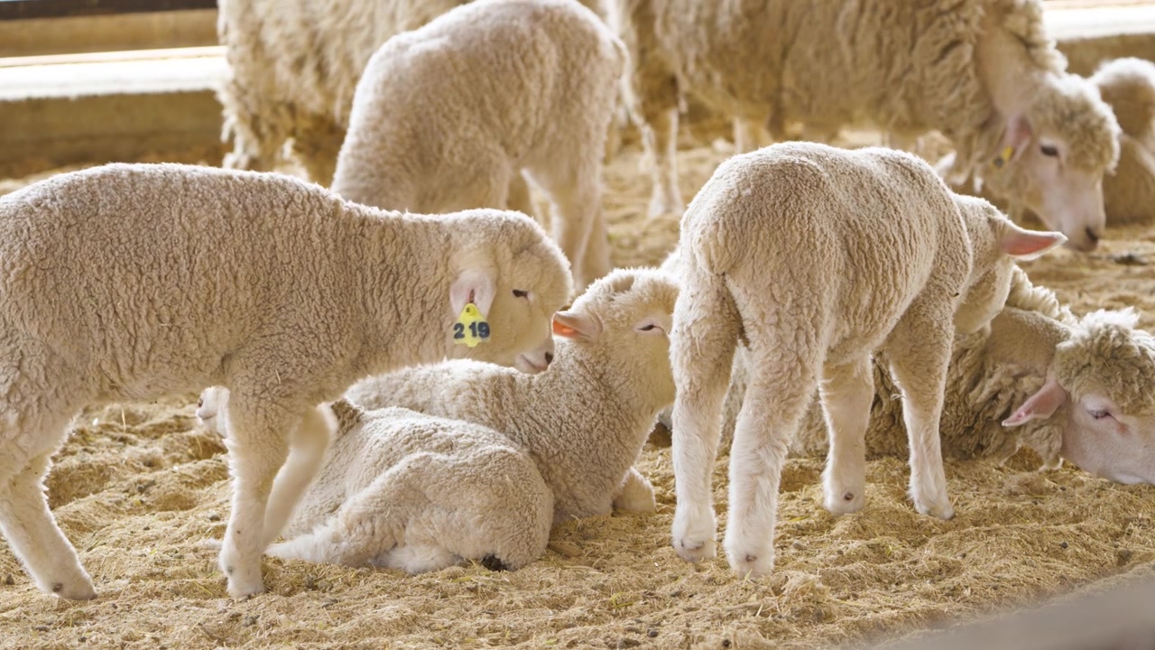 Gruppo di agnelli bianchi con marche auricolari, che si coccolano e riposano insieme sul pavimento sabbioso di una stalla in una fattoria di Anseong.