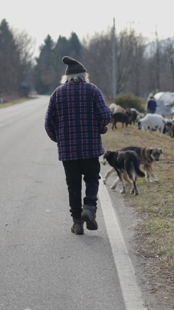A shepherd walking on the road with his sheep and dogs