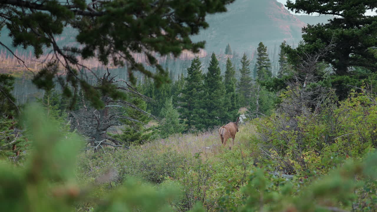Solitary deer explores lush forest quietly in serene afternoon