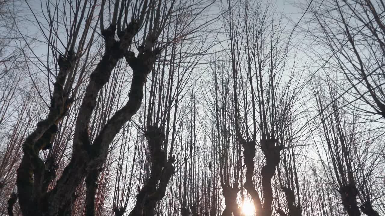 가을 풍경 오래된 린든 골목, 카트바루 매너 공원, 라트비아는 동화처럼 유령처럼 보입니다.