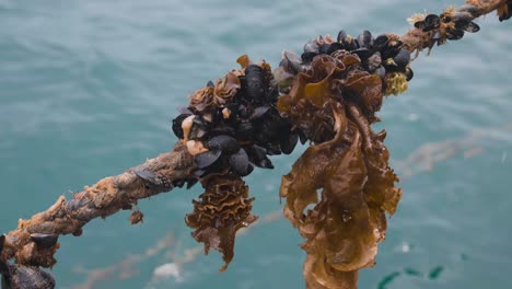 close up of mussels and seaweed attached to rope above sea water