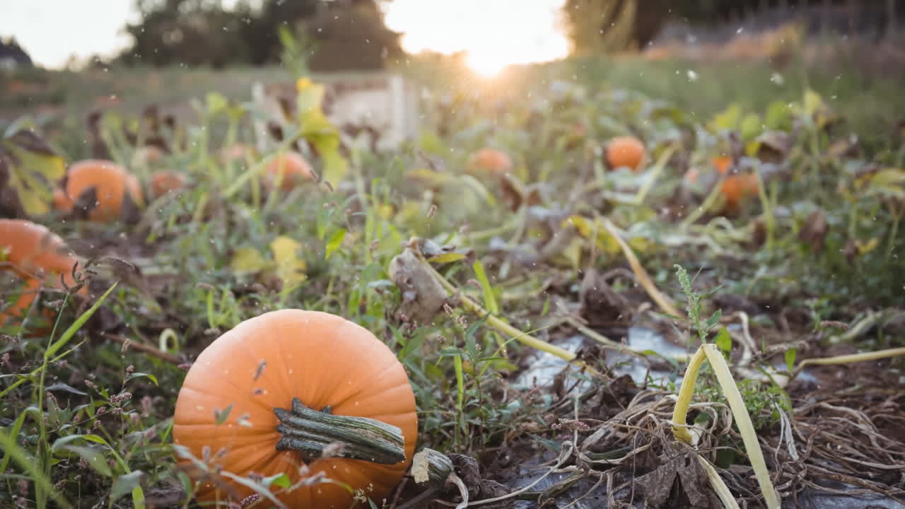 animación de las hojas de otoño que caen sobre el campo de calabazas