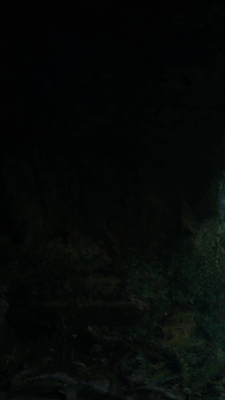 Scena boschiva con la luce che filtra attraverso gli alberi a mezzogiorno.