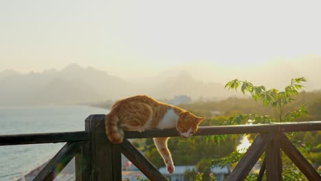 Impresionante-Video-En-4k-De-Un-Gato-Pelirrojo-Durmiendo-En-La-Cerca-Con-Una-Hermosa-Vista-Del-Atardecer,-Con-El-Mar,-La-Playa,-Los-árboles-Y-Las-Montañas-Al-Fondo