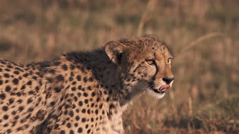 Cerca-De-Guepardo-De-Pie-En-La-Sabana-Africana,-Lamiendo-Sus-Labios