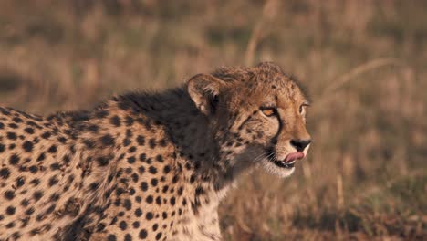 cerca de guepardo de pie en la sabana africana, lamiendo sus labios