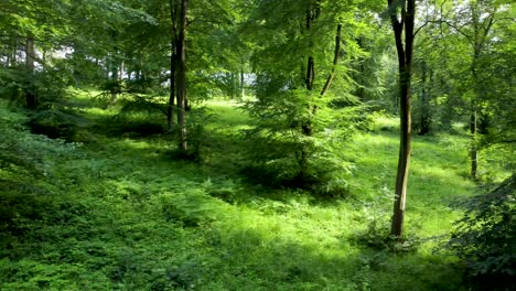 4k drone video in a forest with very green vibrant trees