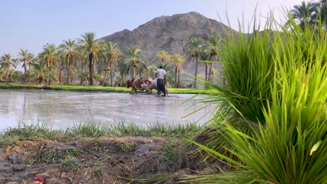 Man-plowing-stand-on-a-handmade-wooden-plow-machine-craft-with-bull-plow-in-a-muddy-wet-rice-paddy-field