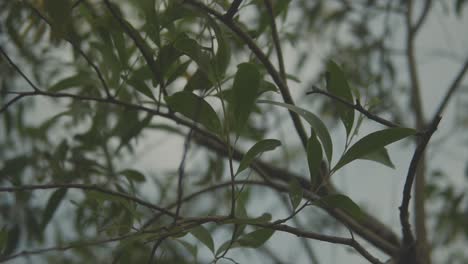 Close-up-telephoto-view-of-thin-sharp-leaves-swaying-in-wind,-slow-motion