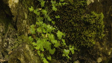 Plantas-Verdes-Y-Algas-En-El-Desierto-En-Irlanda