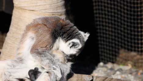 lemur grooming itself on a sunny day