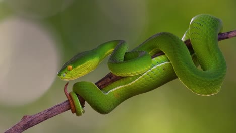 la víbora de labios blancos es una víbora venenosa endémica del sudeste asiático y a menudo se encuentra durante la noche esperando en una rama o rama de un árbol cerca de un cuerpo de agua con muchos alimentos