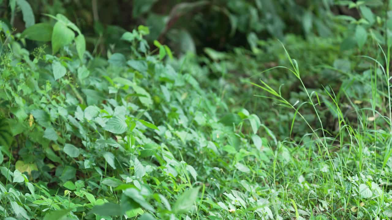 Green Grass in Shaded Area on Windy Day