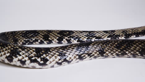 False-water-cobra-body-on-white-background