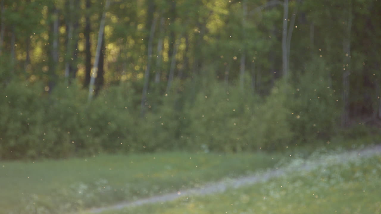오후의 빛에 숲에서 비행하는 여름 벌레의 슬로모  ⁇