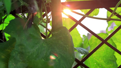 toma panorámica de luffa orgánica o calabaza de esponja colgando en el jardín trasero contra el sol poniente