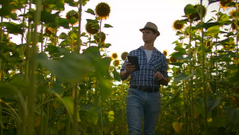 Moderner-Landwirt-Geht-Mit-Einem-Tablet-Computer-Spazieren-Und-Studiert-Sonnenblumen-Bei-Sonnenuntergang.-Führt-Aufzeichnungen-über-Den-Betrieb.-Internettechnologien-Und-Anwendungen-Der-Bewässerungssteuerung-Und-Pflanzenkontrolle.-PH-Staaten.