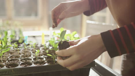 horticulturalist carefully pulls seedling with soil out of tray