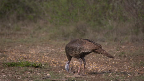 wild turkey in texas wild turkey in texas