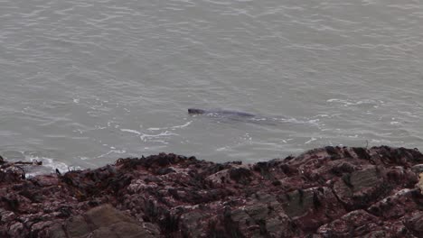 Foca-Gris-Halichoerus-Grypus-Nadando-Cerca-De-La-Orilla