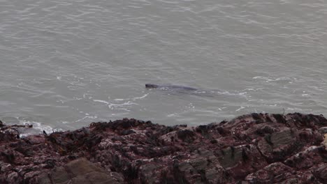 grey seal halichoerus grypus swimming near shore