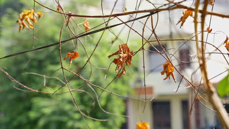 dried yellow leaves adorn a branch in a serene autumn day