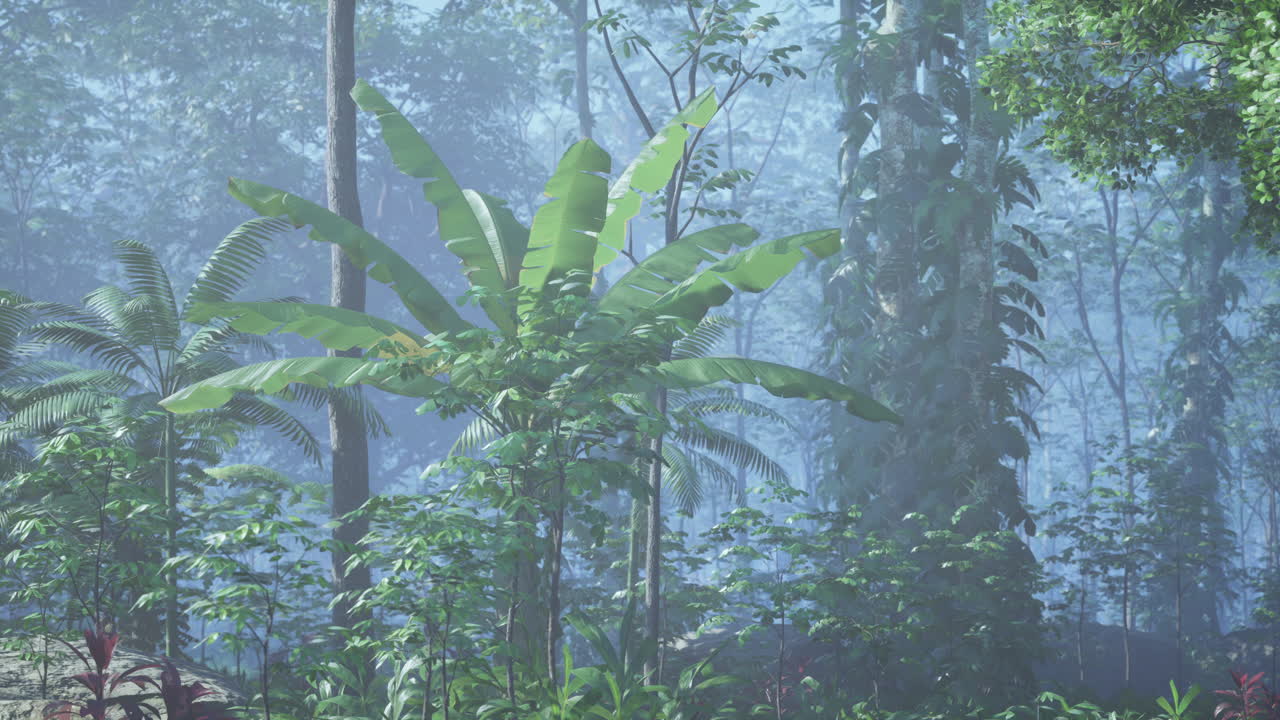 Foggy Jungle